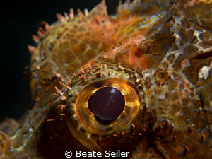 Scorpionfish eye by Beate Seiler 